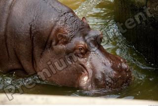 Hippo 0085